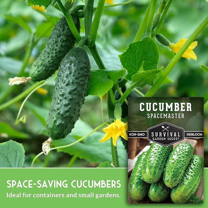 Spacemaster Cucumber Seeds for Planting | Compact Heirloom Non-GMO Variety for Small-Space Gardens – Survival Garden Seeds (2 Packs)