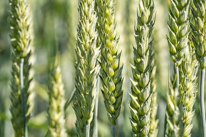 Plant Good Seed Organic Hard Red Spring Wheat Seeds for Planting: High Protein Heirloom Grain, Light Brown Kernels - 200 Seed Packet