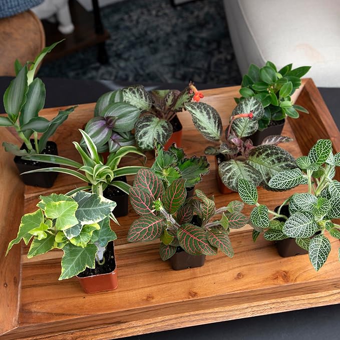 Easy to Grow Houseplants (12 Pack) Live House Plants in Plant Containers, Growers Choice Plant Set in Planters with Potting Soil Mix, Home Décor Planting Kit or Outdoor Garden Gifts by Plants for Pets