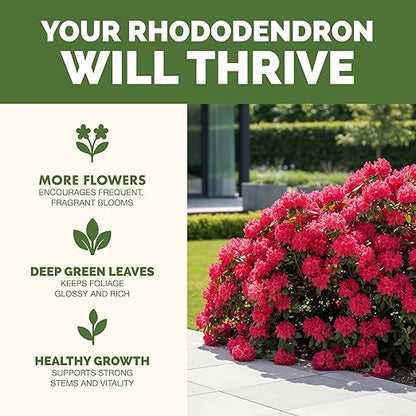 Rhododendron Fertilizer – Liquid Rhododendron Plant Food for Healthy Growth & Vibrant Blooms, 1 Gallon