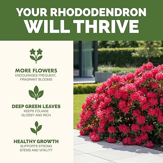 Rhododendron Fertilizer – Liquid Rhododendron Plant Food for Healthy Growth & Vibrant Blooms, 8 oz (250 mL)