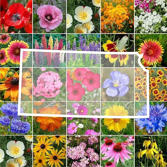 Eden Brothers Kansas Wildflower Mixed Seeds for Planting, 1 lb, 480,000+ Seeds with Candytuft, Cosmos | Attracts Pollinators, Plant in Spring or Fall, Zones