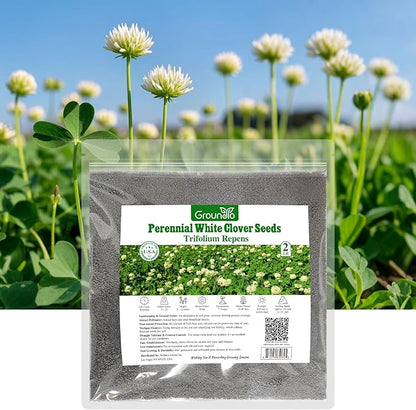 Perennial White Dutch Clover Seeds for Lawn, 2 lbs, Ground Cover Clover, Nitrocoated and Inoculated Seeds, Attracts Pollinators