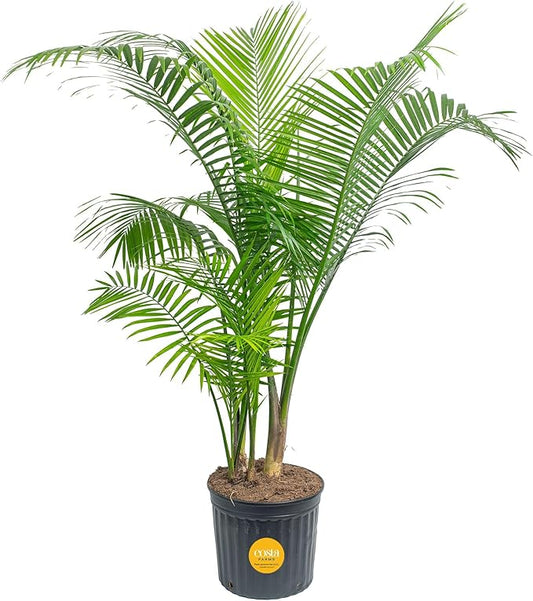 Costa Farms Majesty Palm Extra Large Live Plant in Plastic Pot, Large Indoor Houseplant, Perfect for Home, Room, or Office Decor, Great House Warming or Birthday Gift, 5-6 Feet Tall
