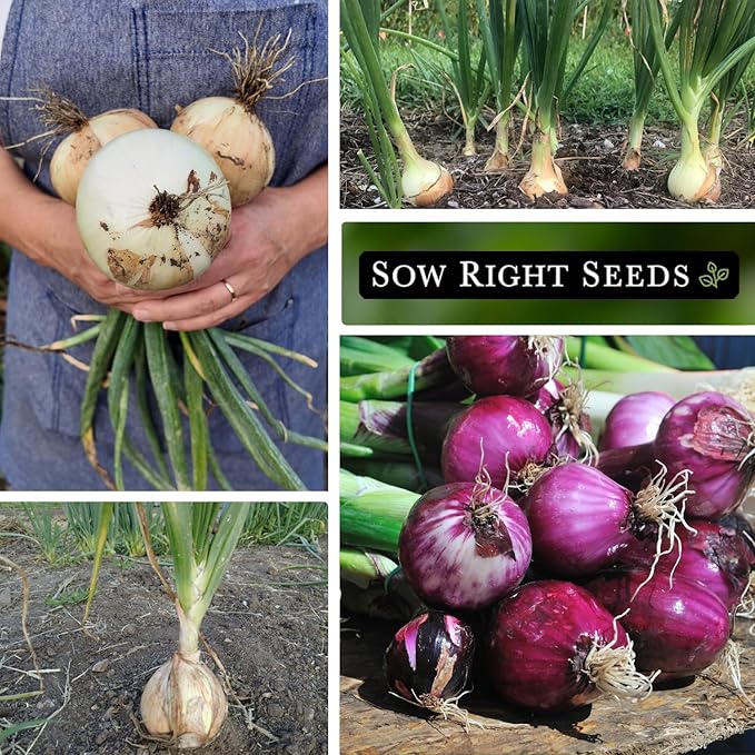 Sow Right Seeds - Long Day Onion Seed Collection for Planting - Yellow Sweet Spanish, Ringmaster, Ruby Red, Ailsa Craig, Walla Walla - Non-GMO Heirloom Varieties to Plant a Home Vegetable Garden