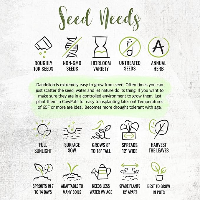 Seed Needs Dandelion Seeds for Planting Fresh Herbs | 10,000+ Untreated Seeds Non GMO Heirloom | Bulk Dandelion Seed | Herb Garden Variety Produces Edible Plants