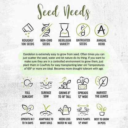 Seed Needs Dandelion Seeds for Planting Fresh Herbs | 10,000+ Untreated Seeds Non GMO Heirloom | Bulk Dandelion Seed | Herb Garden Variety Produces Edible Plants