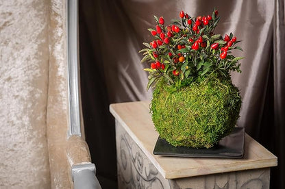 SuperMoss (29346) Kokedama Planter, 4", Fresh Green