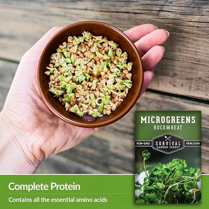Buckwheat Microgreen Seeds for Sprouting - Non-GMO Heirloom Buckwheat Seeds to Grow Mild, Nutty Microgreens - Indoors or Hydroponic - Fast Growing - Survival Garden Seeds (5 Packs)