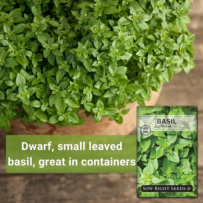 Sow Right Seeds - Greek Basil Seed for Planting - Non-GMO Heirloom Packet with Instructions for Easy Planting and Growing a Kitchen Herb Garden - Indoors & Outdoor - Small Leaved Dwarf Sweet Basil (3)
