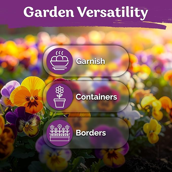KVITER 1600 Swiss Giants Pansy Seeds For Planting (Viola wittrockiana) – Mixed Colors Seed Packets Viola Edible Blooms – Perennial Flower Seeds to Plant Outside Garden Seed Mix, Containers Flower Beds