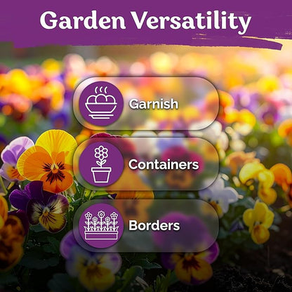 KVITER 1600 Swiss Giants Pansy Seeds For Planting (Viola wittrockiana) – Mixed Colors Seed Packets Viola Edible Blooms – Perennial Flower Seeds to Plant Outside Garden Seed Mix, Containers Flower Beds