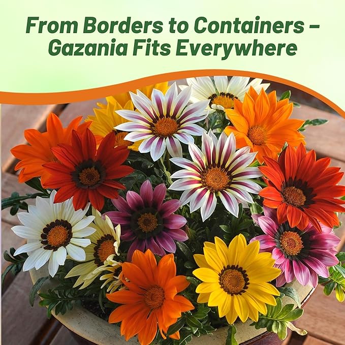 Outsidepride New Day Mixed Gazania Seeds for Planting – 25 Pcs Perennial, Low-Maintenance, Drought-Tolerant Ground Cover Seeds for Vibrant Summer & Fall Flowers, Great for Outdoor Gardens