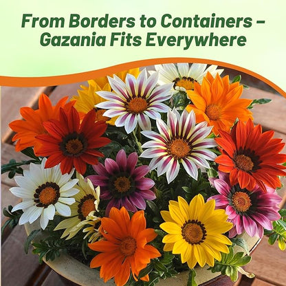 Outsidepride New Day Mixed Gazania Seeds for Planting – 25 Pcs Perennial, Low-Maintenance, Drought-Tolerant Ground Cover Seeds for Vibrant Summer & Fall Flowers, Great for Outdoor Gardens