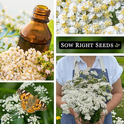Sow Right Seeds - Common White Yarrow Seeds for Planting - Non-GMO Heirloom Packet with Instructions to Grow an Outdoor Flower Garden - Medicinal Herb & Native Wildflower - Perennial Achillea (4)