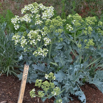 CHUXAY GARDEN Sea Kale Seed 10 Seeds Non-GMO Edible Vegetable Ornamental Vegetables Plant Perennial Seasoning Culinary Plants Great Taste