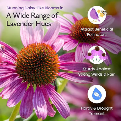 Created by Nature Purple Coneflower Seeds, 3,800 Perennial Flower Seeds, Deer-Resistant Perennial Wildflower Seeds
