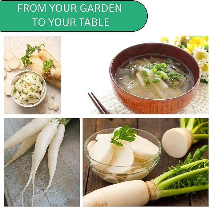 Daikon Minowase Radish Seeds for Planting – Heirloom, Non-GMO Japanese White Radish Seeds for Home Gardens, Long Smooth Daikon Roots | Woods Creek Seeds