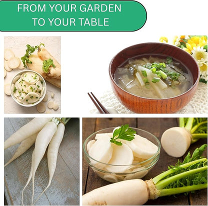 Daikon Minowase Radish Seeds for Planting – Heirloom, Non-GMO Japanese White Radish Seeds for Home Gardens, Long Smooth Daikon Roots | Woods Creek Seeds