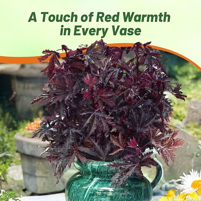 Outsidepride Mahogany Splendor Hibiscus Seeds - 10 Pcs Perennial Flower Seeds for Planting Pollinator-Friendly, Elegant & Dense Deep Burgundy Foliage for Containers, Pots, & Garden Spaces