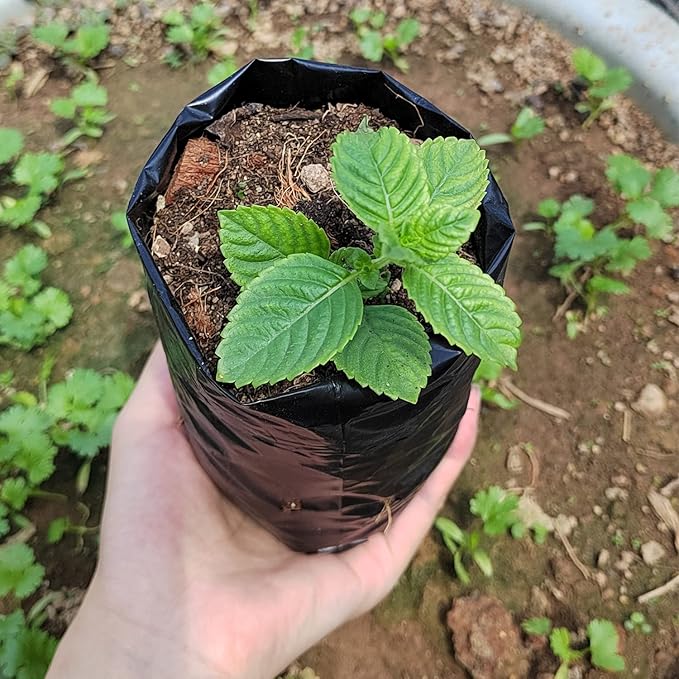 Belit 100 Pcs Plant Nursery Bags, Plastic Seedling Pots Container for Fruit Tree, Flower, Starting saplings, Plant Grow(3.5"x7.6")