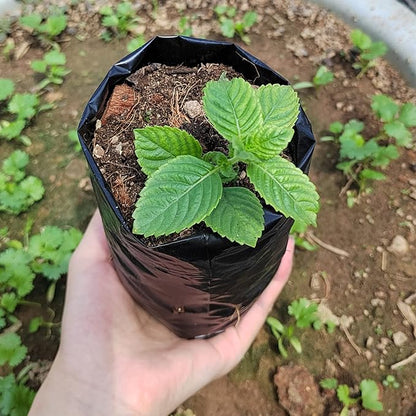 Belit 100 Pcs Plant Nursery Bags, Plastic Seedling Pots Container for Fruit Tree, Flower, Starting saplings, Plant Grow(3.5"x7.6")