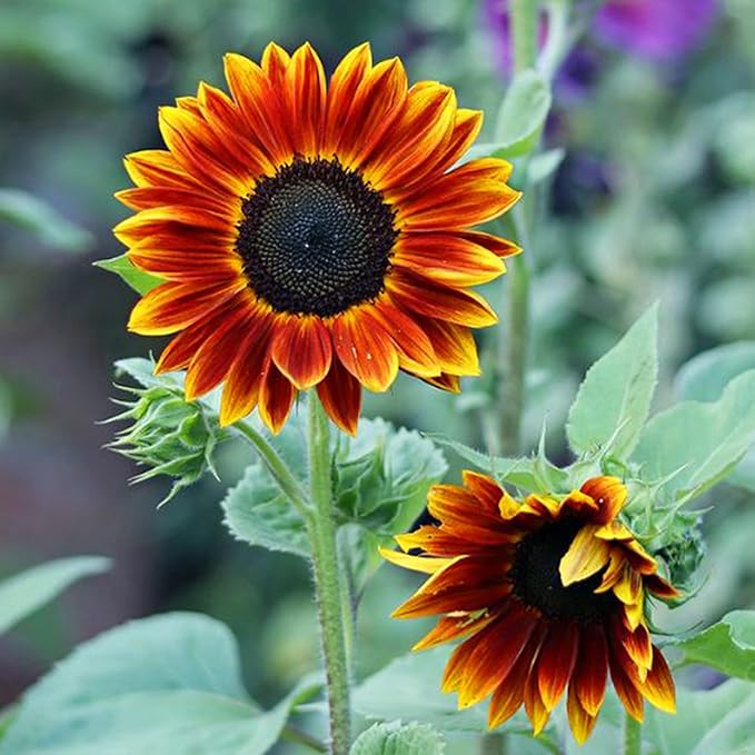 Mix Sunflower Seeds for Planting, 500+pcs Rare Perennial Sunflower Flowers Seeds to Plant, Non-GMO Heirloom Colored Beauty Flowers Plants Attracts Pollinators for Home Garden Outdoors