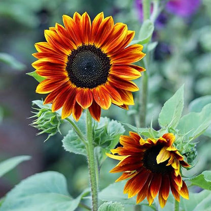 Mix Sunflower Seeds for Planting, 500+pcs Rare Perennial Sunflower Flowers Seeds to Plant, Non-GMO Heirloom Colored Beauty Flowers Plants Attracts Pollinators for Home Garden Outdoors