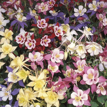 Outsidepride Mixed Columbine Seeds - 1000 Pcs Perennial, Easy to Grow Flower Seeds for Planting, Suitable for Pollinator-Friendly Garden, Cut Floral Arrangements, Ground Covers, or Borders