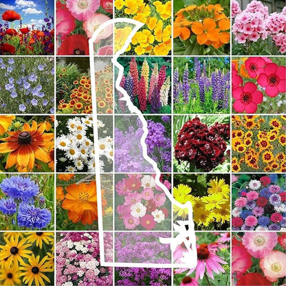 Eden Brothers Delaware Wildflower Mixed Seeds for Planting, 1 lb, 480,000+ Seeds with Sweet William, Candytuft | Attracts Pollinators, Plant in Spring or Fall, Zones