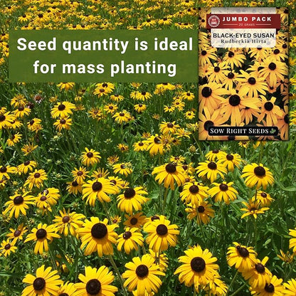 Sow Right Seeds - Black Eyed Susan Flower Seeds for Planting - 75000 Seeds, 20 Grams - Non-GMO Heirloom Bulk Jumbo Pack to Plant a Home Garden - Perennial Wildflowers Attract Pollinators