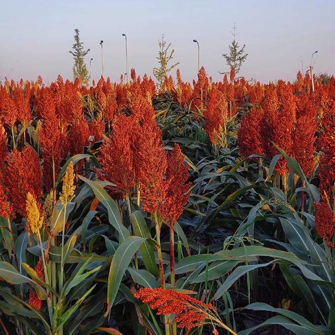 Sweet Sorghum Seeds 300pcs – Easy Growing, High Yield, Non-GMO, Ideal for Home Gardens & Outdoor Planting