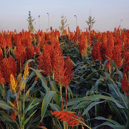 Sweet Sorghum Seeds 300pcs – Easy Growing, High Yield, Non-GMO, Ideal for Home Gardens & Outdoor Planting