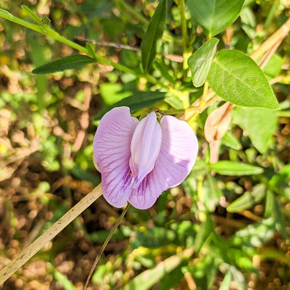 Outsidepride Austrian Winter Peas Seeds for Planting – 10 lbs Bag (Cool-Season Cover Crop, High-Protein Deer Food Plot Seed) Field Peas, Cover Crop Seeds, Spring Mix for Soil Health & Forage