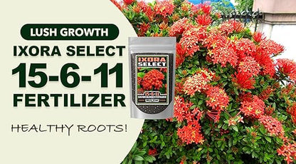 Fertilizer Commercial Grade | Ixora Select 15-6-11 | 5 Ounces | Custom Professional Mix | Granular Slow Release | 90-Day Soil Acidifier | Acid-Loving Plants Ixora Gardenia Azalea Camellia | Topdress
