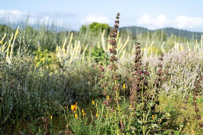 Plant Good Seed Organic Hummingbird Sage Seeds for Planting: California Native, Pink Fuchsia Flowers - 10 Seed Packet