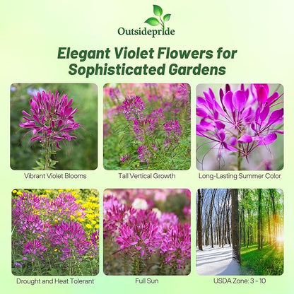 Outsidepride Violet Cleome Seeds - 1000 Pcs Annual Flower Seeds with Large, Airy, Spidery Blooms, Drought Tolerant Spider Plant for Xeriscaping, Flower Bed, Border, Pollinator, & Cut Flower Garden