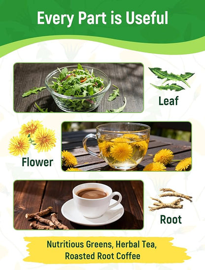 Dandelion Seeds for Planting - 4,000+ Heirloom Dandelion Herb Seeds (Taraxacum officinale), Edible Leaves Flowers Roots, Medicinal Garden, Pollinator-Friendly, Non-GMO
