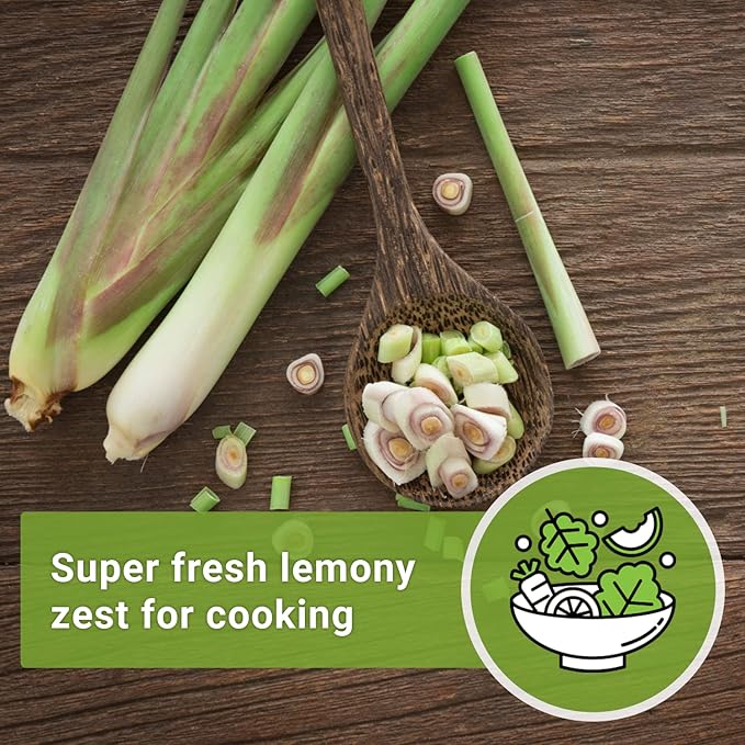 Sow Right Seeds - Lemon Grass Seed for Planting - Non-GMO Heirloom Packet with Instructions for Easy Planting and Growing an Herb Garden - Indoor or Outdoors - Delicious Culinary Herb (4)