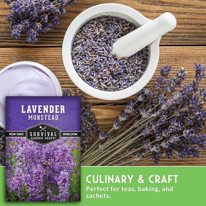Munstead English Lavender Seeds for Planting – Compact Dwarf Hardy Perennial Herb for Indoor or Outdoor Gardens, Culinary & Fragrant Pollinator Flower - Survival Garden Seeds (1 Pack)