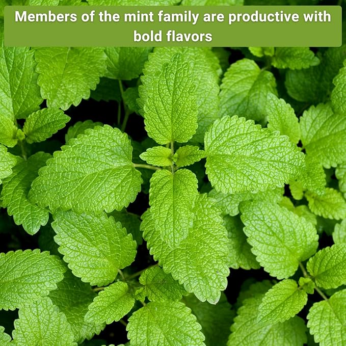 Sow Right Seeds - Mint Garden Seed Collection - Includes Common Mint, Catmint, Peppermint & More - Popular Non-GMO Heirloom Varieties for Planting Indoors or Outdoors - Herbal Teas, Drinks & Desserts