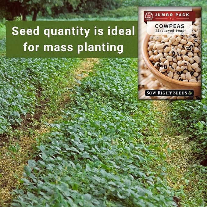 Sow Right Seeds - Bulk Black Eyed Cowpea Seeds for Planting - 2 Ounce, 225 Seeds - Non-GMO Heirloom Jumbo Pack with Instructions to Plant a Home Vegetable Garden - Grow Loads of this Bush Bean Variety
