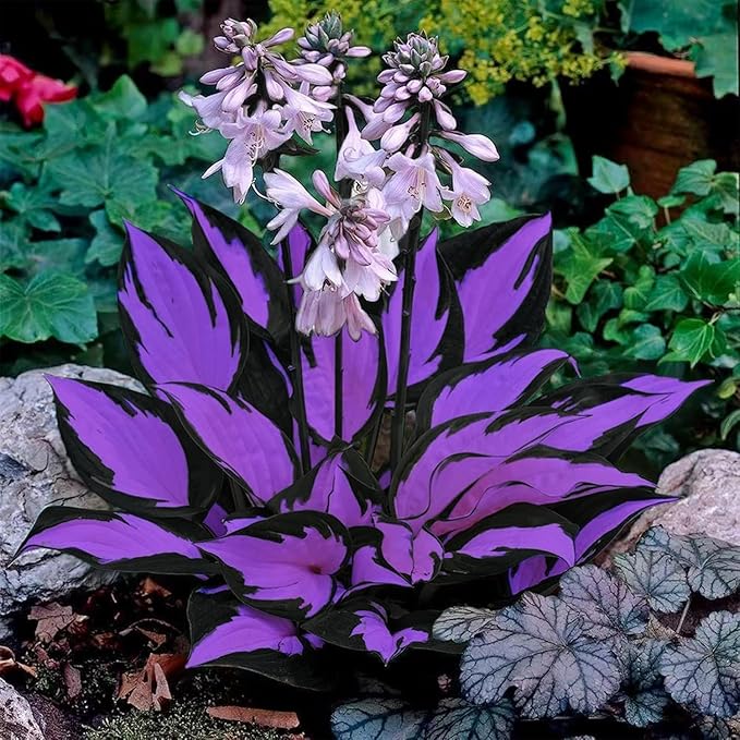305+ Hosta Seeds for Planting - Beautiful, Bold Foliage for Garden Borders and Shaded Areas - Hardy Perennials, Non-GMO Heirloom Seed