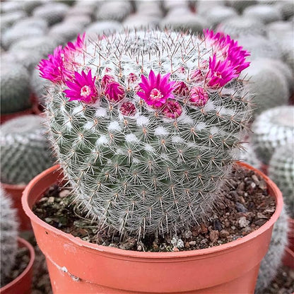Succulent and Cactus Soil Potting Mix 5.5 LBS, Bonsai Soil Mix Ready to Use, Fast Draining with Added Nutrients