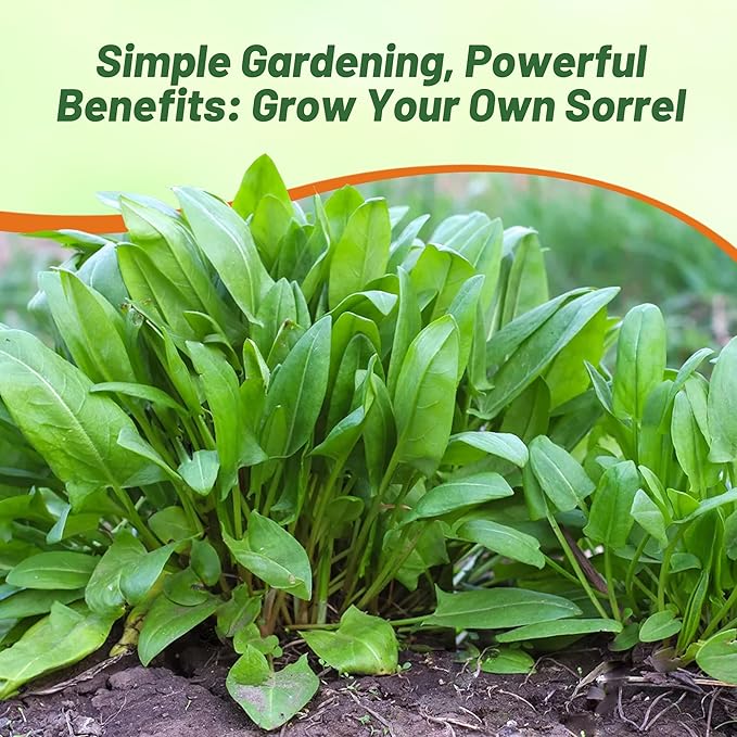 Outsidepride Sorrel Seeds - 5,000 Pcs Perennial, Easy-to-Grow, Drought and Frost Tolerant Herb & Microgreens for Culinary Use, Pollinator Gardens, and Outdoor Landscaping