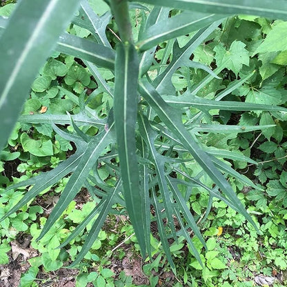 Wild Lettuce (Lactuca virosa) - Grow Now or Store for Future Planting - Capsule of 50 Seeds