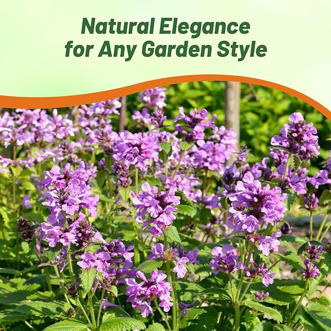 Outsidepride Stachys Macrantha Lamb's Ear Seeds - 100 Pcs Perennial Flower Seeds for Planting Velvet-Textured Bright Green Foliage & Vibrant Blooms for Ground Cover & Pollinator Gardens