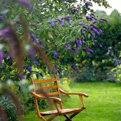 Mix Butterfly Bush Seeds for Planting, 300pcs Butterfly Bush Perennial Flower Seeds Non-GMO Heirloom Rare Herbs Plants, Open Pollinated Beauty Home Garden for Outdoors
