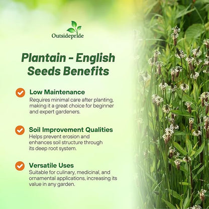 Outsidepride English Plantain Seeds for Planting - 5,000 Pcs Perennial, Easy-to-Grow Herb Seeds for Culinary, Farm & Household Uses, Low-Growing Foliage for Tropical & Subtropical Climates