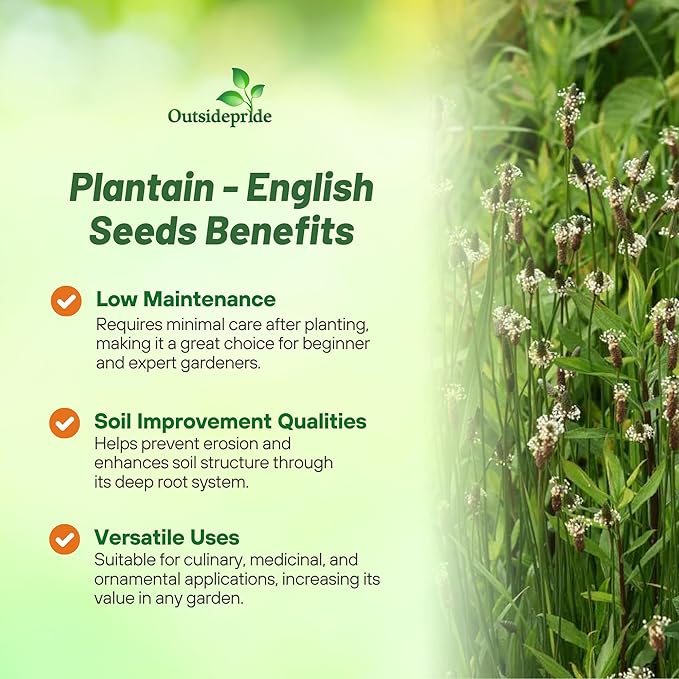 Outsidepride English Plantain Seeds for Planting - 10,000 Pcs Perennial, Easy-to-Grow Herb Seeds for Culinary, Farm & Household Uses, Low-Growing Foliage for Tropical & Subtropical Climates